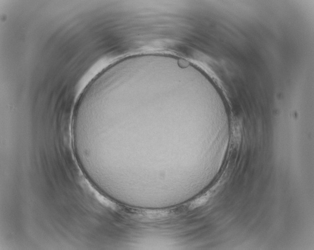 X0000062831294200602031528