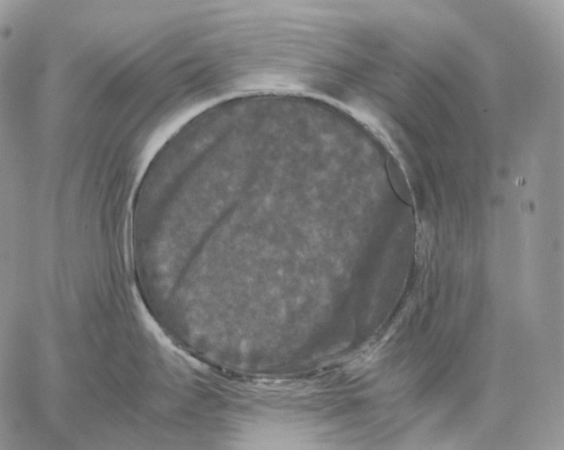 X0000062831295200602031528