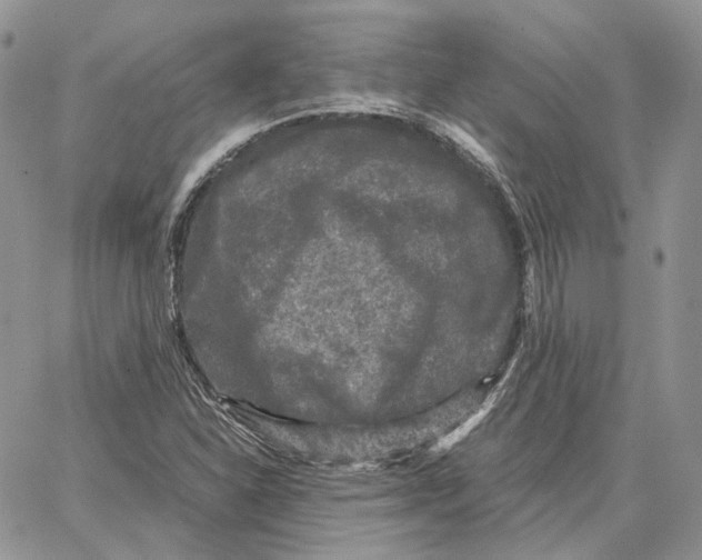 X0000062831310200602031527