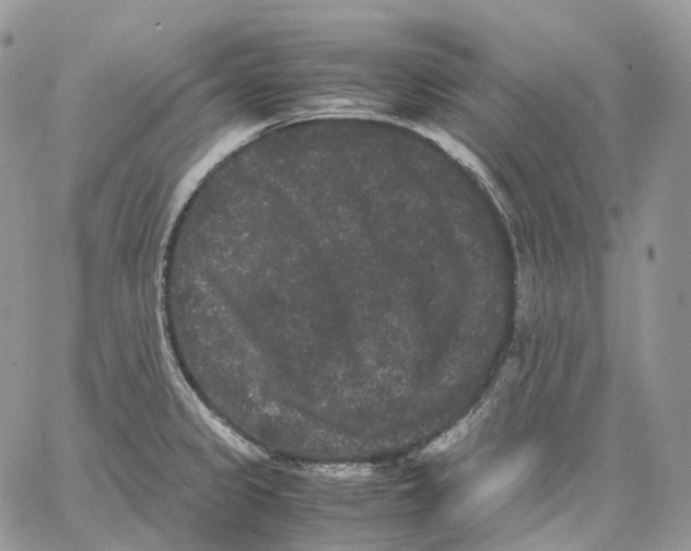 X0000062831333200602031527