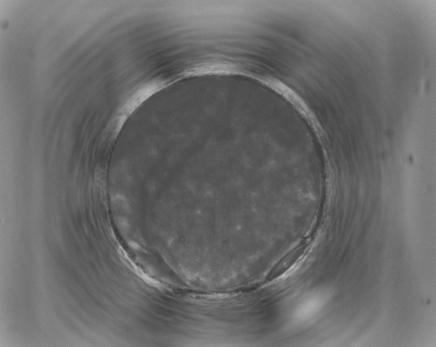 X0000062831337200602031527