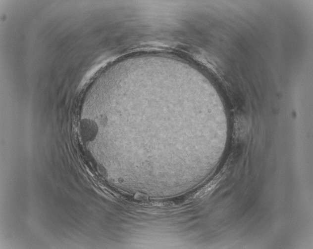 X0000062831355200602031527