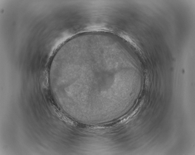 X0000062831358200602031527