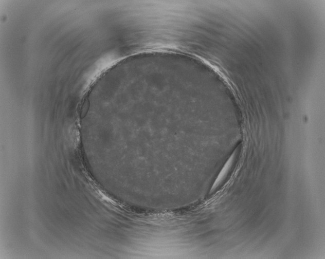 X0000062831363200602031526