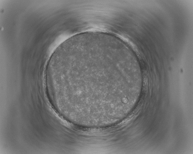 X0000062831375200602031526