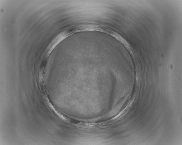 X0000062831385200602031526