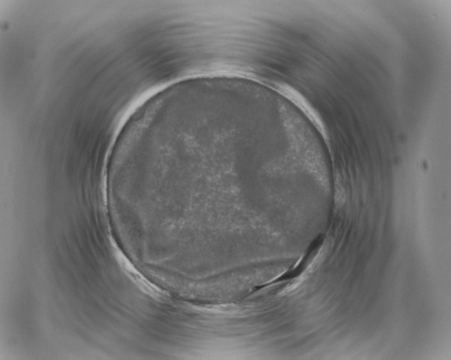 X0000062831388200602031526