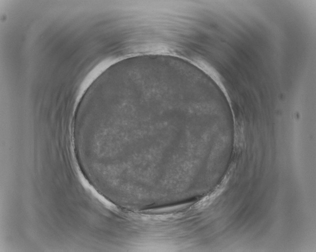 X0000062831389200602031526