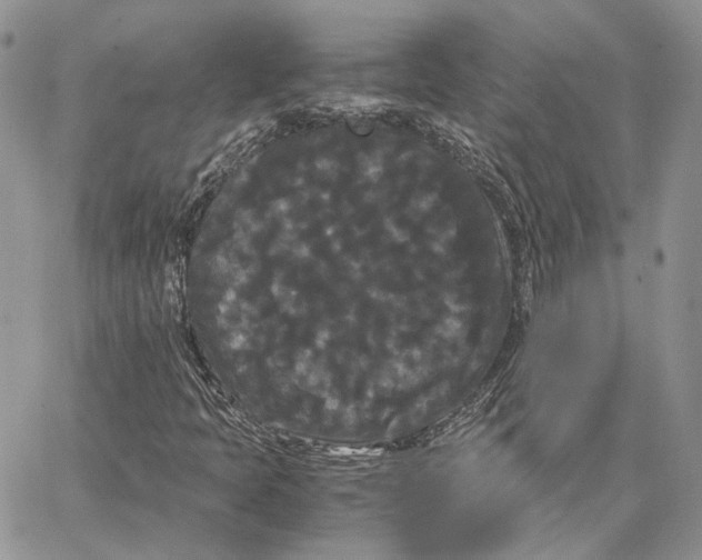 X0000062831397200602031525