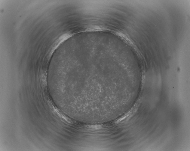 X0000062831409200602031525