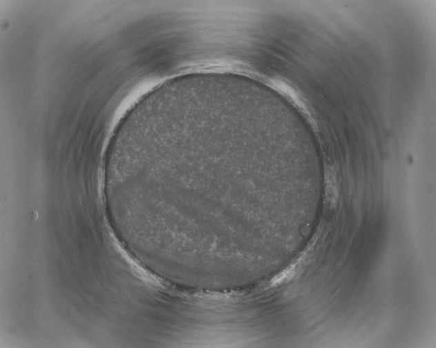 X0000062831424200602031526