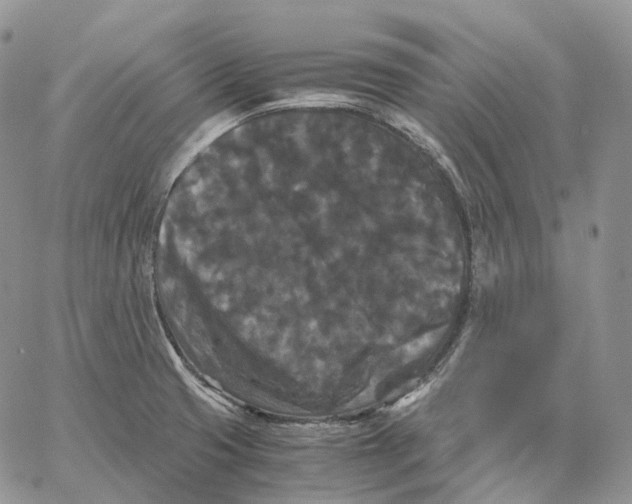 X0000062831425200602031526