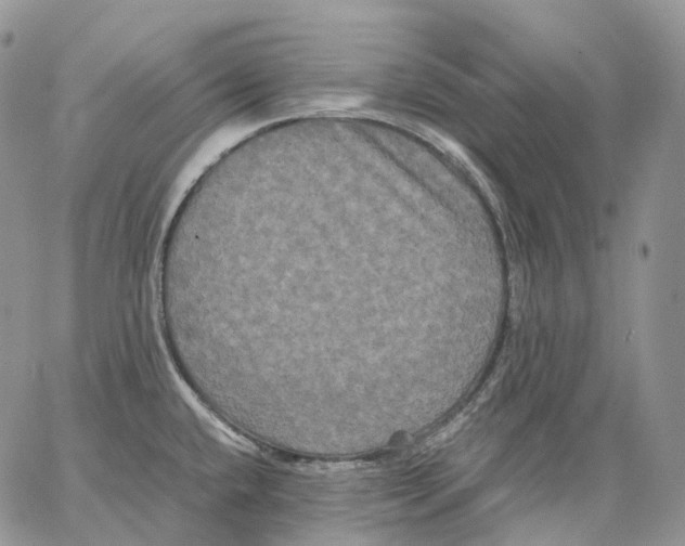 X0000062831432200602031526