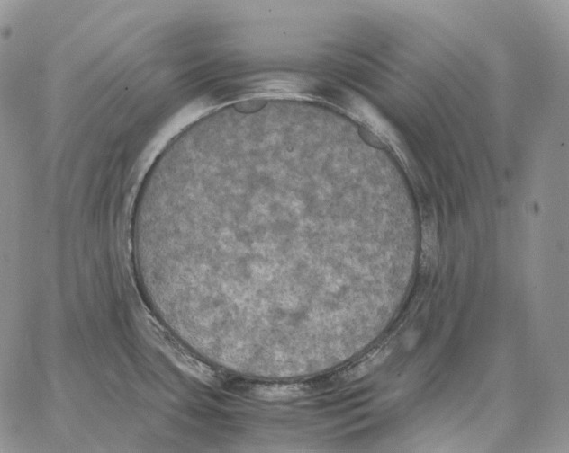 X0000062831435200602031526