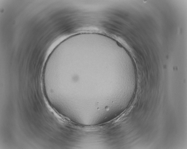 X0000062831440200602031526