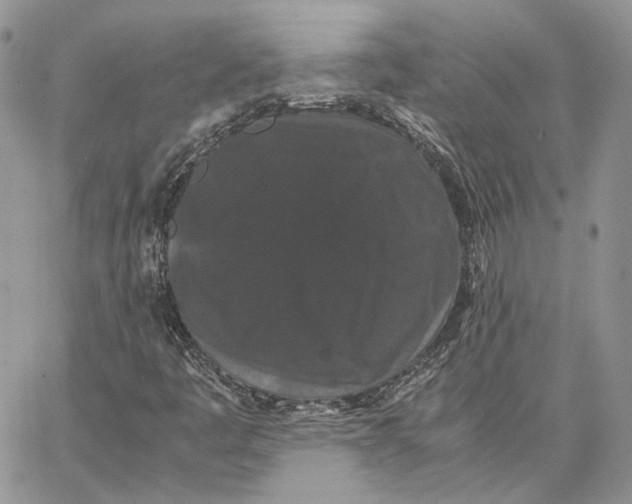 X0000062831445200602031525