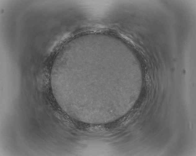 X0000062831447200602031525