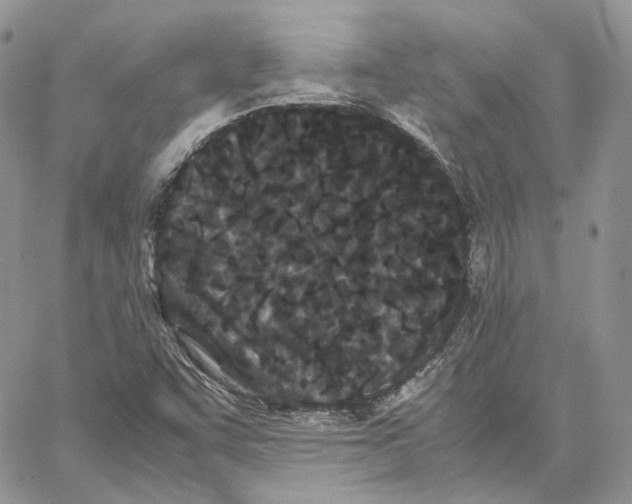 X0000062831455200602031525