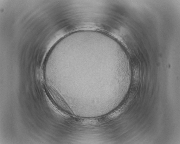 X0000062831466200602031525