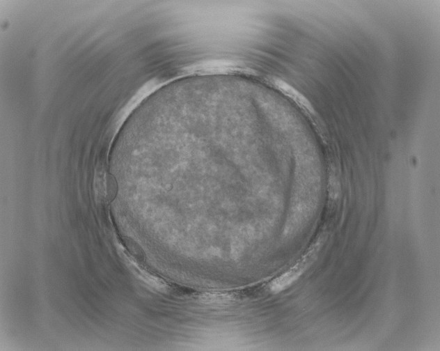 X0000062831473200602031525