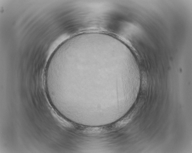 X0000062831474200602031525