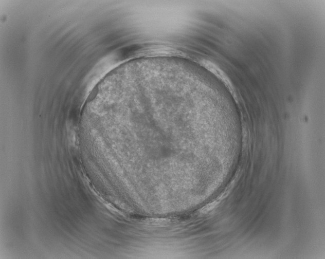 X0000062831481200602031525