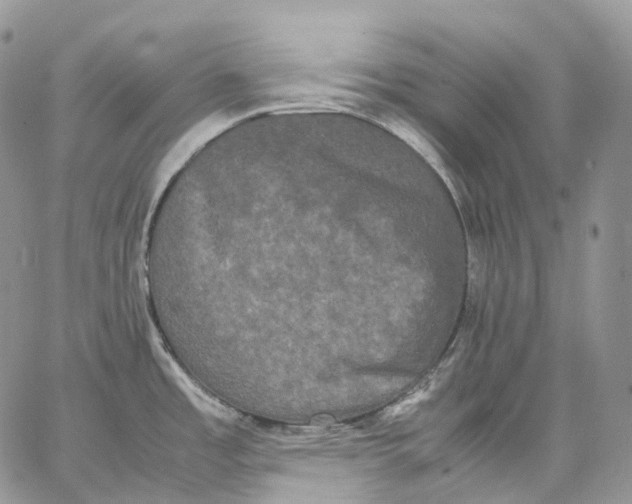 X0000062831485200602031524