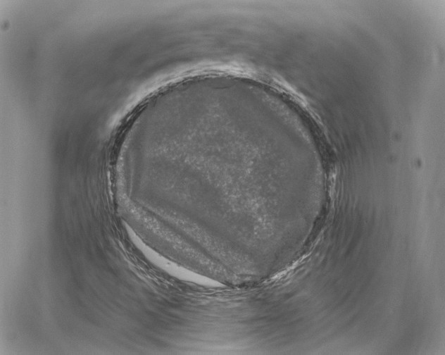 X0000062831496200602031524