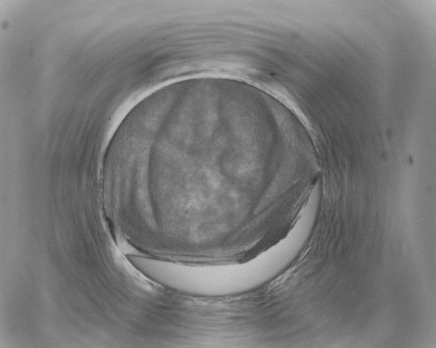 X0000062831532200602031524