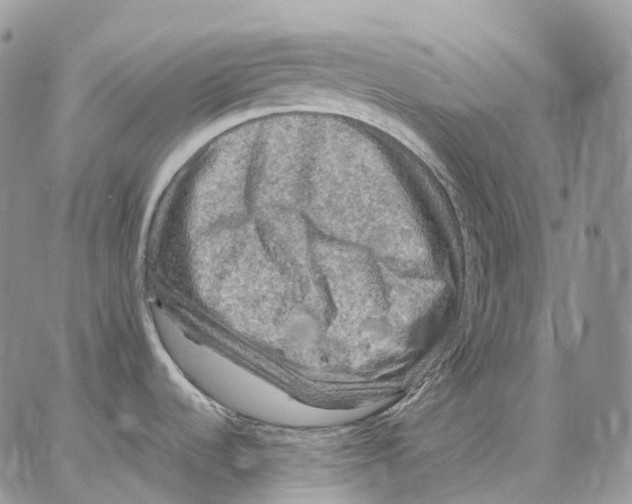 X0000062831536200602031524