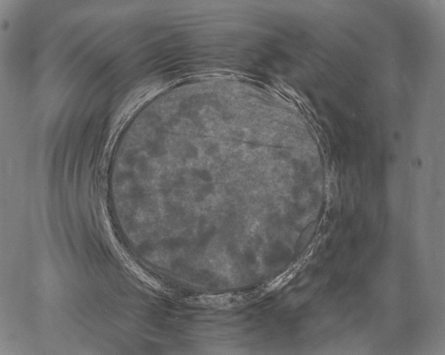 X0000062830049200602101522