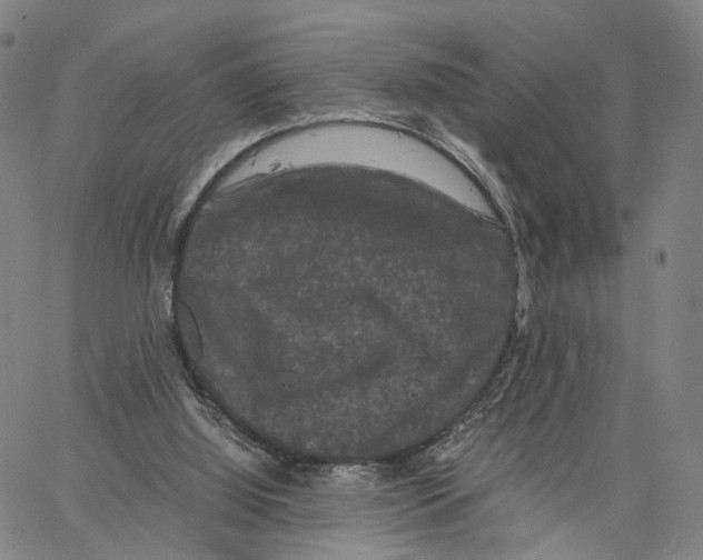 X0000062830060200602101522