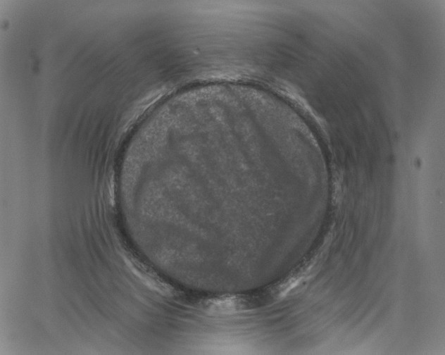 X0000062830068200602101522