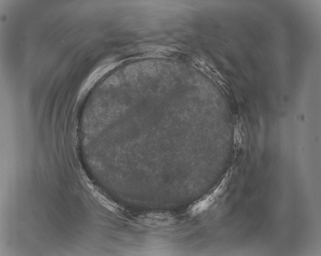 X0000062830101200602101522