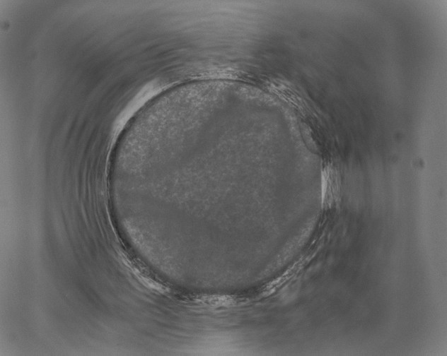 X0000062830195200602101520