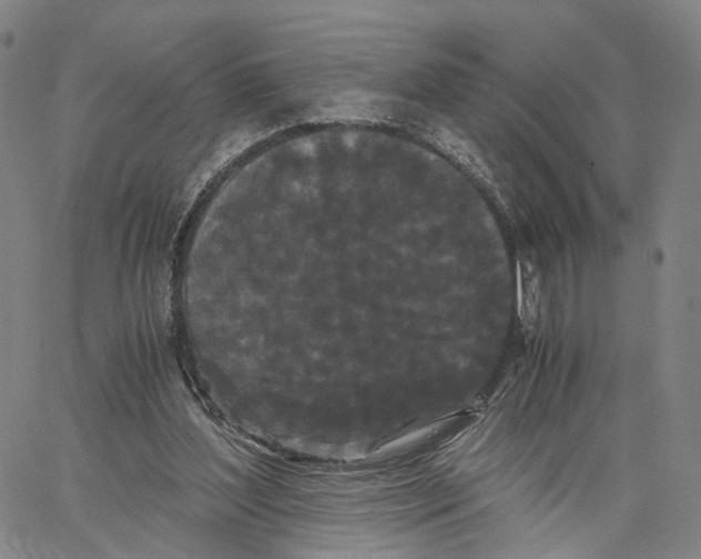 X0000062830204200602101520
