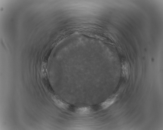 X0000062830237200602101519