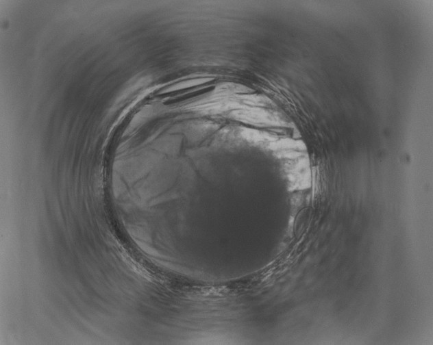 X0000062830243200602101519