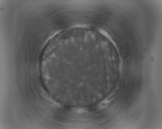 X0000062830249200602101519