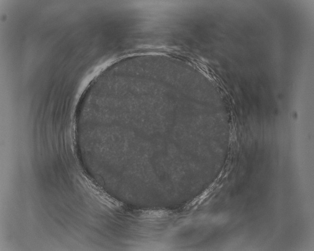 X0000062830342200602101517