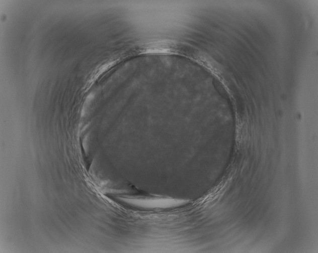 X0000062830385200602101517