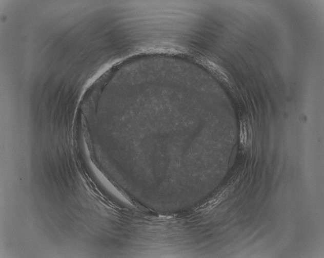 X0000062830388200602101517