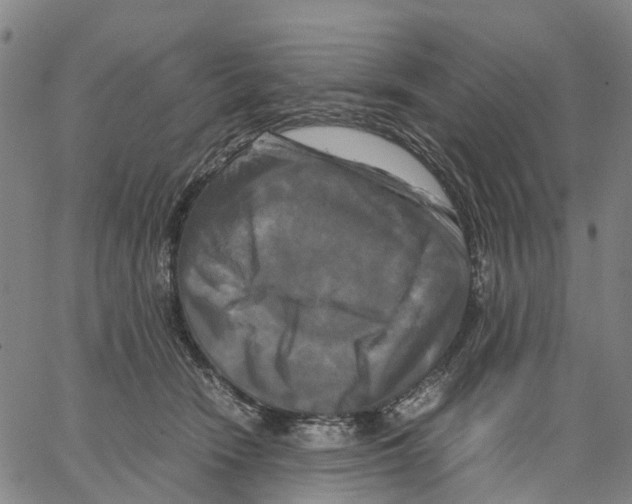 X0000062830466200602101516