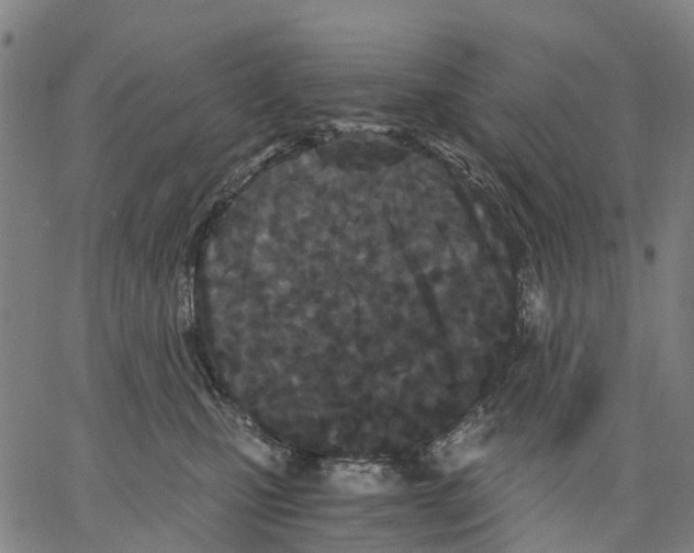 X0000062830471200602101516