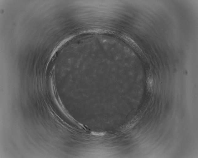 X0000062830484200602101515