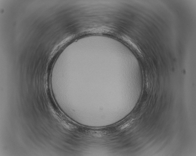 X0000062830486200602101515