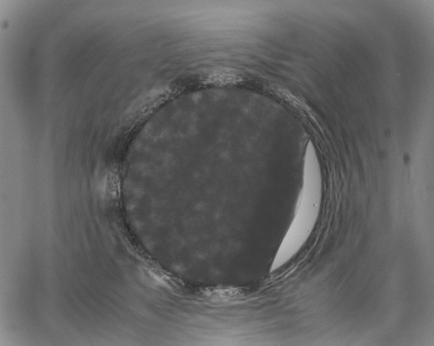 X0000062830517200602101515