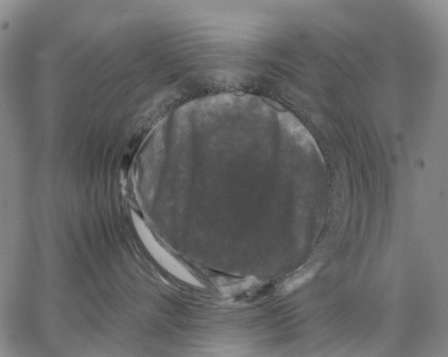 X0000062830528200602101515