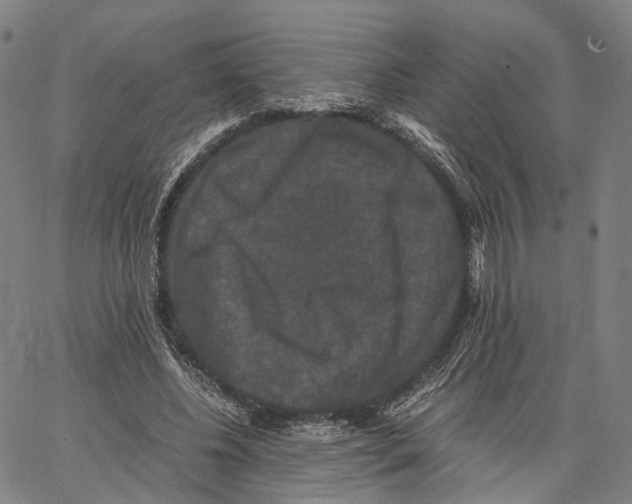 X0000062830540200602101514
