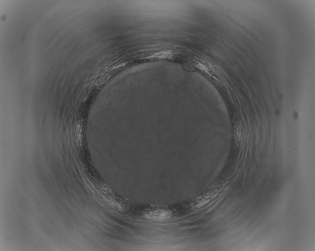 X0000062830551200602101514